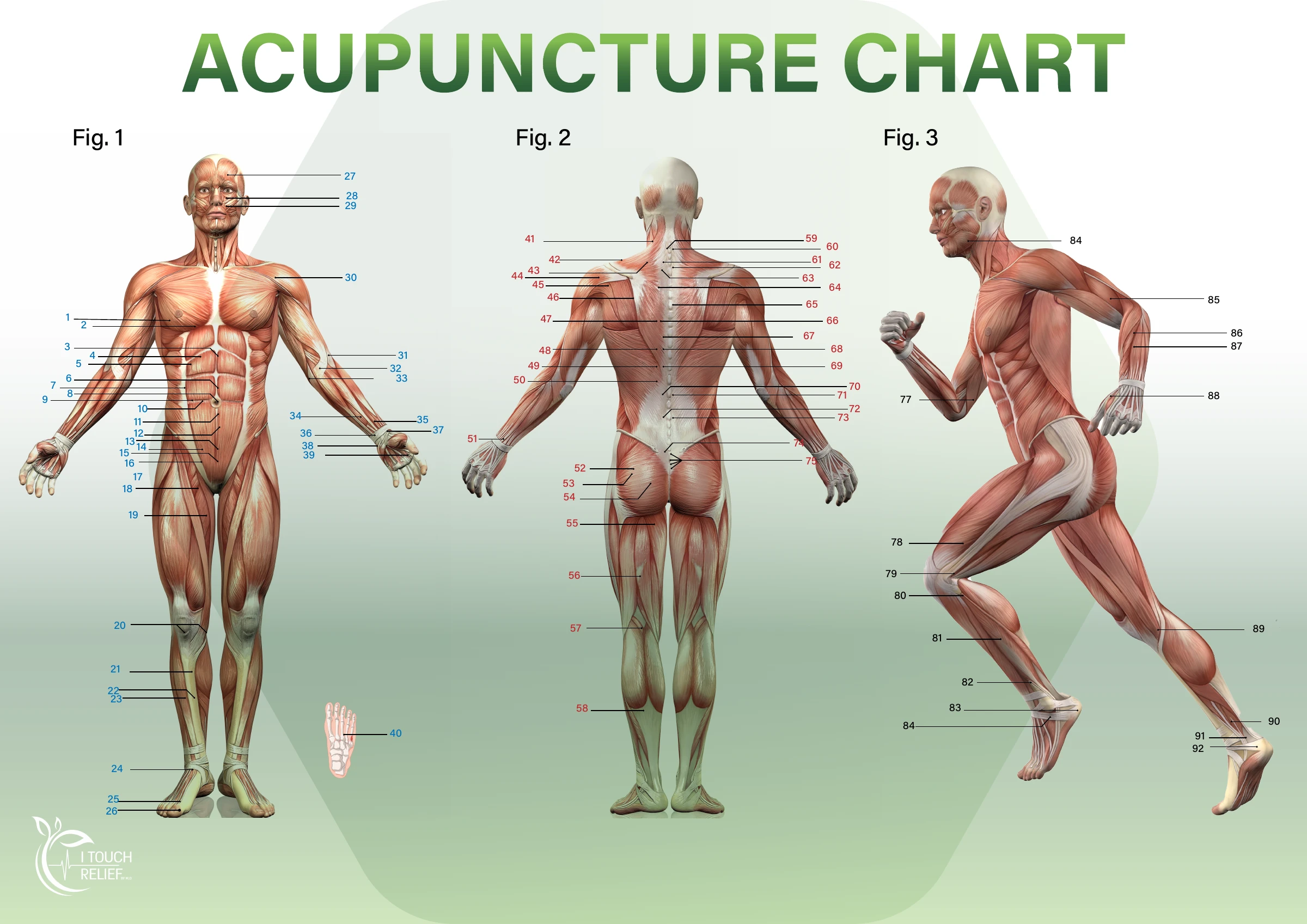 Original ITouch Relief acupuncture reference chart with front, rear and side anatomical views